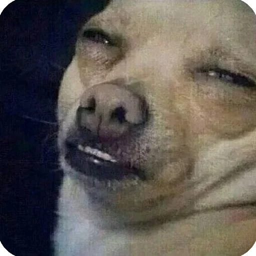 Sticker memnie_sobaki - 1