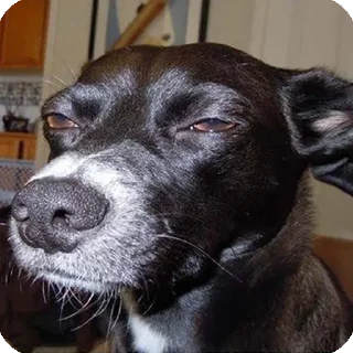 Sticker Мемные собаки @stickernayaa - 2