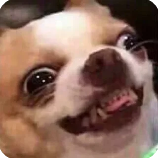 Sticker Мемные собаки @stickernayaa - 1