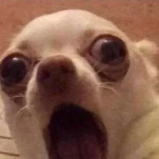 Sticker Мемные собаки @stickernayaa - 11