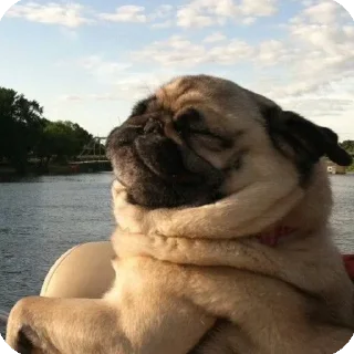 Sticker Мемные собаки @stickernayaa - 9