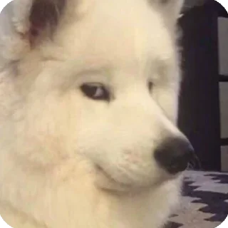 Sticker Мемные собаки @stickernayaa - 5