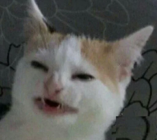 млекопитающее животное кошка