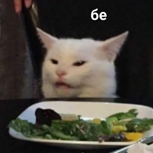 кошка пища кошки малого и среднего размера