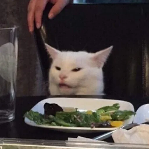 кошка пища комнатный