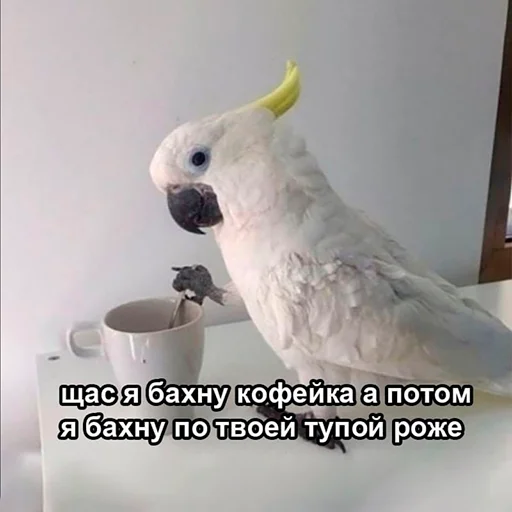 Sticker memnye_popugi - 1