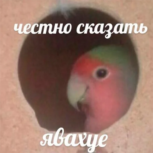 Стикер memnye_popugi - 1