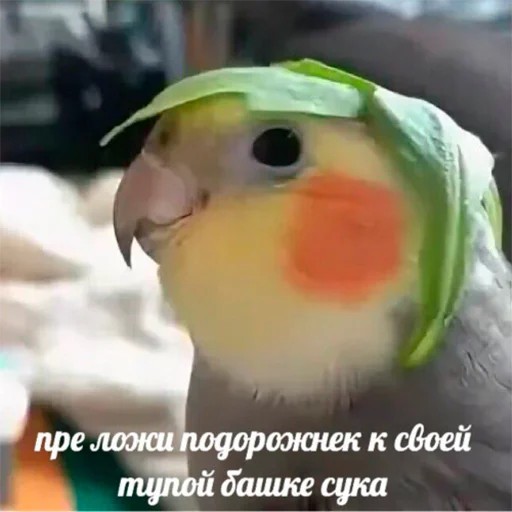 Sticker memnye_popugi - 1