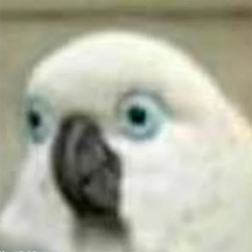 Стикер memnye_popugi - 1