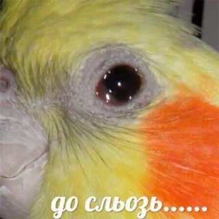 Стикер Попуги - 10