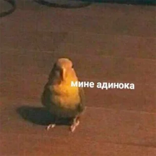 Стикер Попуги - 4