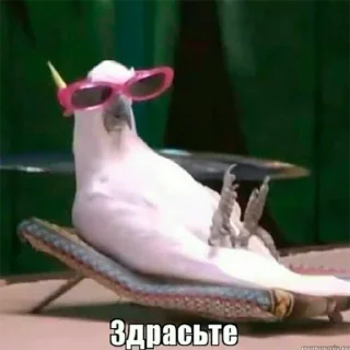 Стикер Попуги - 0