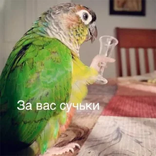 Стикер Попуги - 5