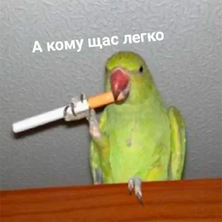 Стикер Попуги - 6