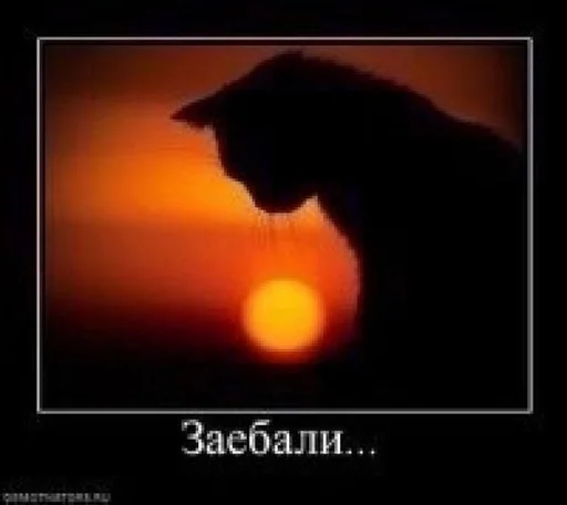 СМС кошка Подсветка