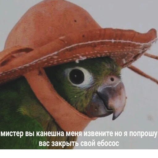 птица животное попугай