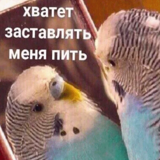 животное птица попугай