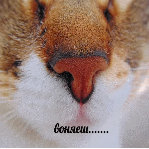 млекопитающее животное усы