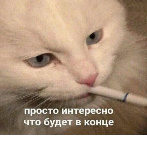 кошки малого и среднего размера кошка усы