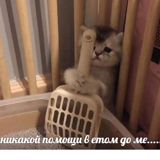 животное комнатный кошки малого и среднего размера