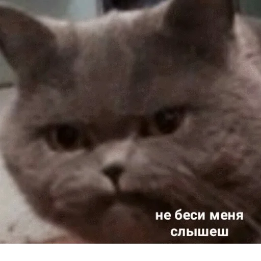 млекопитающее животное кошка