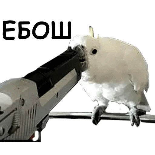 попугай птица животное