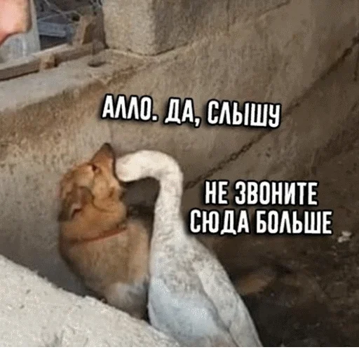 животное земля птица