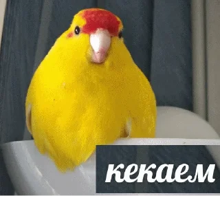 Sticker popugmem1 - 4