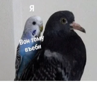 птица животное клюв