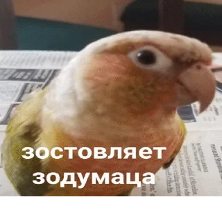 Sticker popugmem1 - 11