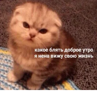 Sticker popugmem1 - 8