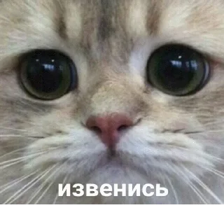 Sticker popugmem1 - 1