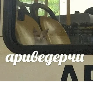 Sticker popugmem1 - 3