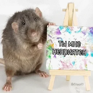 Стикер mempopug2 - 7