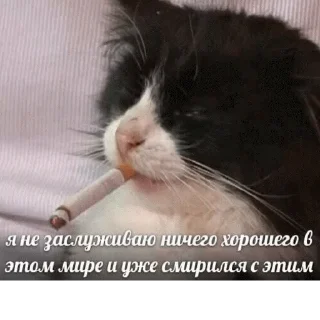 Стикер mempopug2 - 0