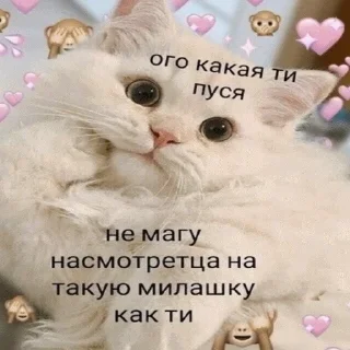 Стикер mempopug2 - 3