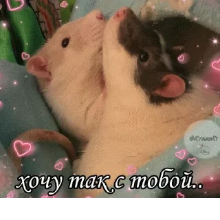 Стикер mempopug2 - 10