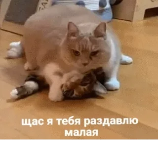 Стикер mempopug2 - 11