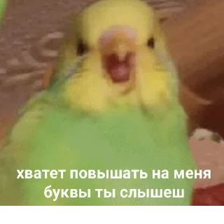 Стикер mempopug2 - 5