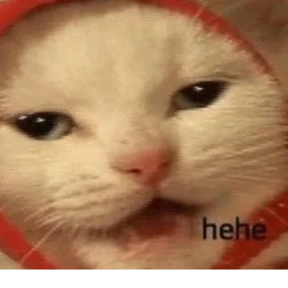 Стикер mempopug2 - 1