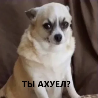 Стикер мемчики - 10