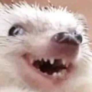 Стикер мемчики - 8