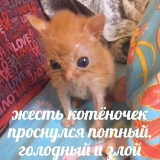 млекопитающее животное СМС