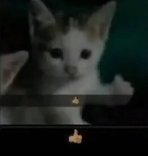 млекопитающее животное домашняя кошка