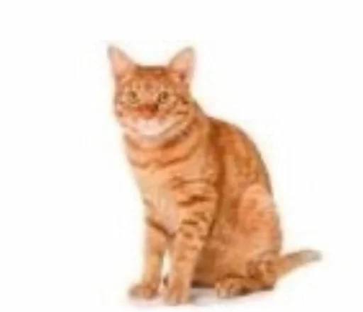 животное млекопитающее кошка