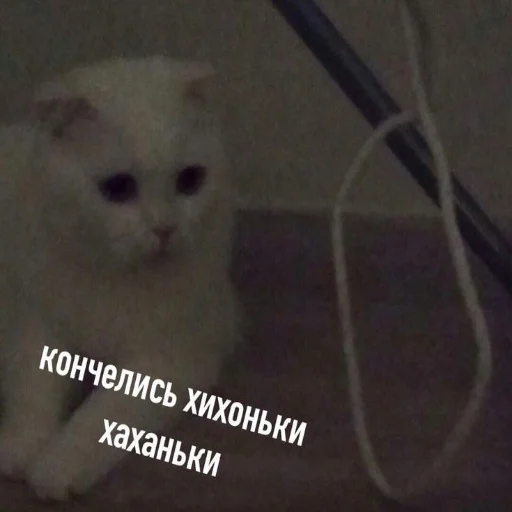 млекопитающее животное кошка