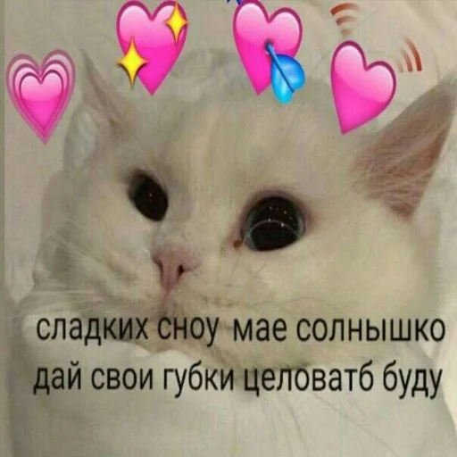 text small to medium-sized cats mammal