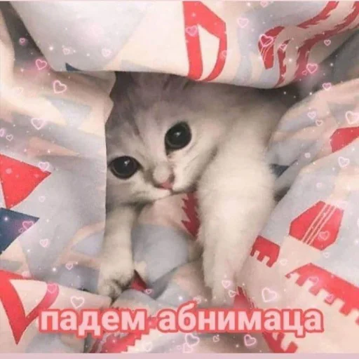 small to medium-sized cats felidae cat