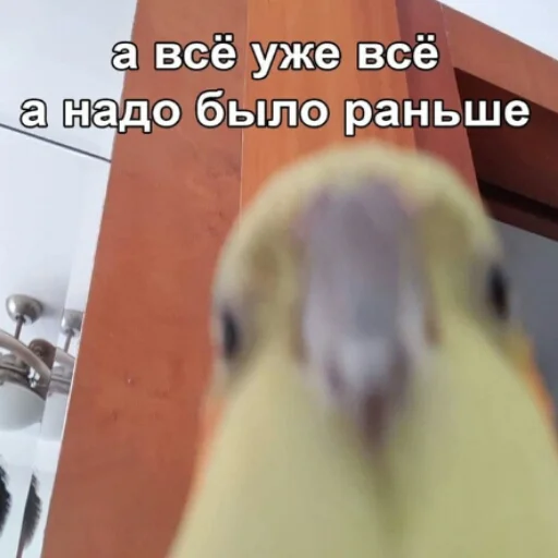 Sticker mems_and_penguins - 1