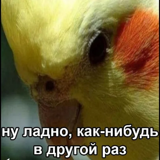 Sticker mems_and_penguins - 1